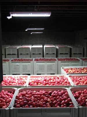 Photo of apple storage at Stemilt