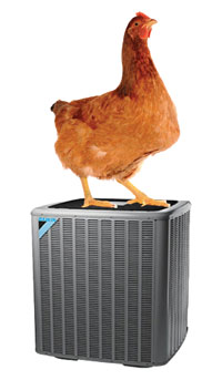 Photo of chicken atop heat pump