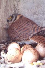 A female American kestrel and her clutch of eggs in a nest box provided by Chelan PUD.