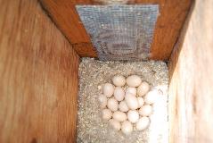 Eggs laid by a wood duck in a nest box provided by Chelan PUD.