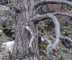 A kid (baby mountain goat) peeks out from behind a large Ponderosa pine snag.  It's mother is nearby, hidden by the tree trunk.