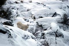 A mountain goat nibbles on a bitterbrush.  When snow is deep, many herbivores turn to shrubs that stick up above the snow.  While they aren't the preferred food, they do help to provide nutrients to keep goats, sheep, and deer alive during harsh winters.