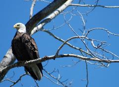 A mature bald eagle looks for a snack along Rocky Reach Reservoir.