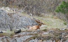 Sometimes, biologists get glimpses of hard-to-see wildlife.  This cougar was napping off a meal, and the sound of the boat woke it up.