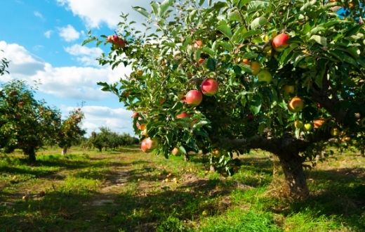 Apple orchard with rows of trees with ripe fruit