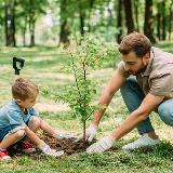 Adult and child planting a leafy tree in the yard