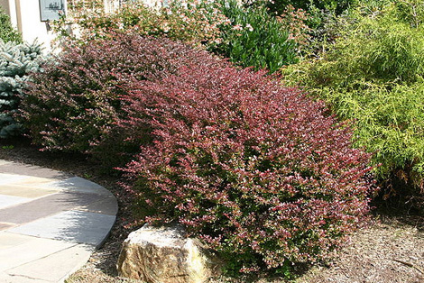 Photo of Japanese barberry