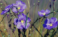 Photo of Blue flax