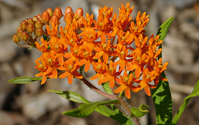 Photo of Butterfly Weed