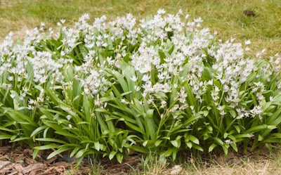 Photo of Siberian squill