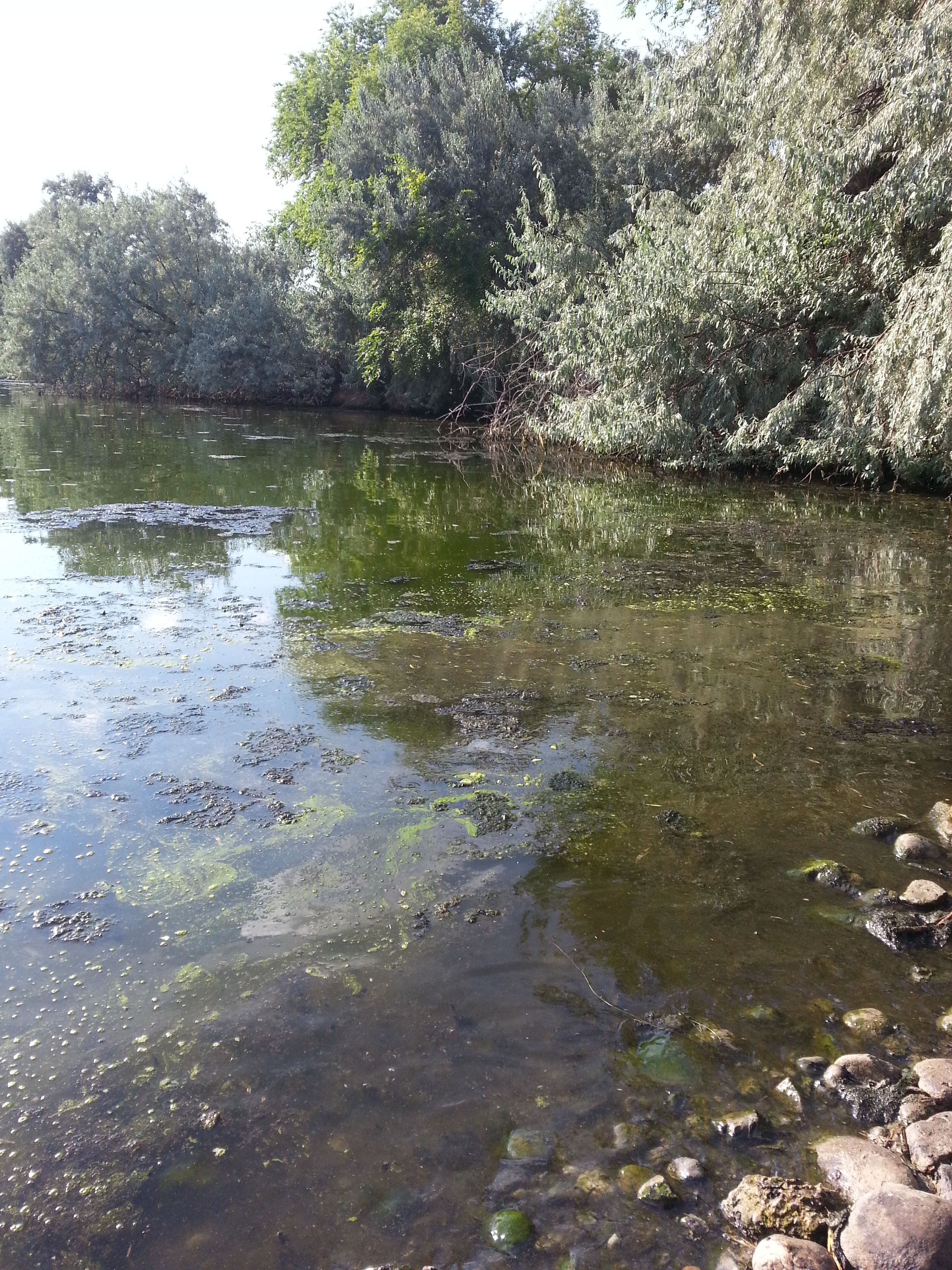 photo of a blue green algae bloom