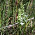 Chelan PUD conducts botanical surveys to monitor sensitive habitats, including rare native orchids like these.