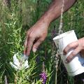 Where possible, Chelan PUD utilizes biological controls such as these flower weevils to reduce the density of invasive weeds.