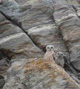 Young great-horned owls peek from a cliff along the Reservoir.