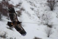 Chelan PUD surveys Rocky Reach Reservoir for use by wintering bald eagles, and also conducts checks for nesting eagles during the breeding season.