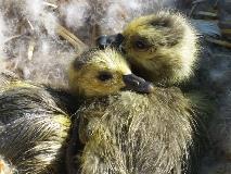 New Canada goose hatchlings in a nest tub provided by Chelan PUD.