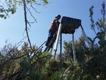 Natural resources intern Ryan Baze checks a Canada goose nest tub, provided by Chelan PUD.  