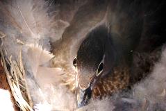 Chelan PUD is required to maintain and monitor 60 wood duck nest boxes along Rock Island Reservoir.