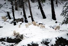 Mountain goats observed visiting salt blocks along Lake Chelan.