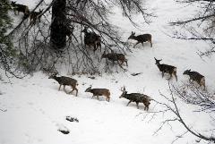 A herd of mule deer wintering along Lake Chelan