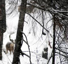 A mule deer buck in a snowstorm along Lake Chelan.