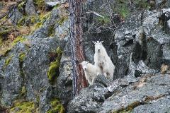 Mountain goats are very curious.  Here, a nanny and her kid (mother and this year's baby) peer down a cliff at biologists conducting a winter count along Lake Chelan.