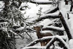 When snow gets deep, mule deer (such as this fawn) have to look for other food options.  Protecting and enhancing winter range for deer and other wildlife is a priority for Chelan PUD.