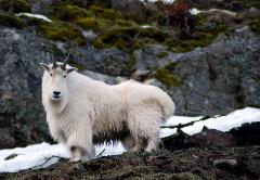 A mountain goat along Lake Chelan