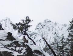 Cougar in the snow observed during a wildlife survey