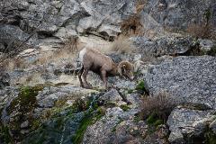 Some of the bighorn sheep are outfitted with tracking collars, and can be seen frequently by biologists during surveys.  Telemetry equipment often accompanies WDFW biologists, and they work together with PUD biologists to monitor the sheep.