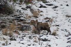 A ram along Lake Chelan