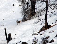 Winter deer counts along Lake Chelan are conducted by boat.  Sometimes, this is the only view biologists can get of the wary mule deer bucks.