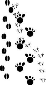 Animal Tracks Photo Animal Tracks Photo