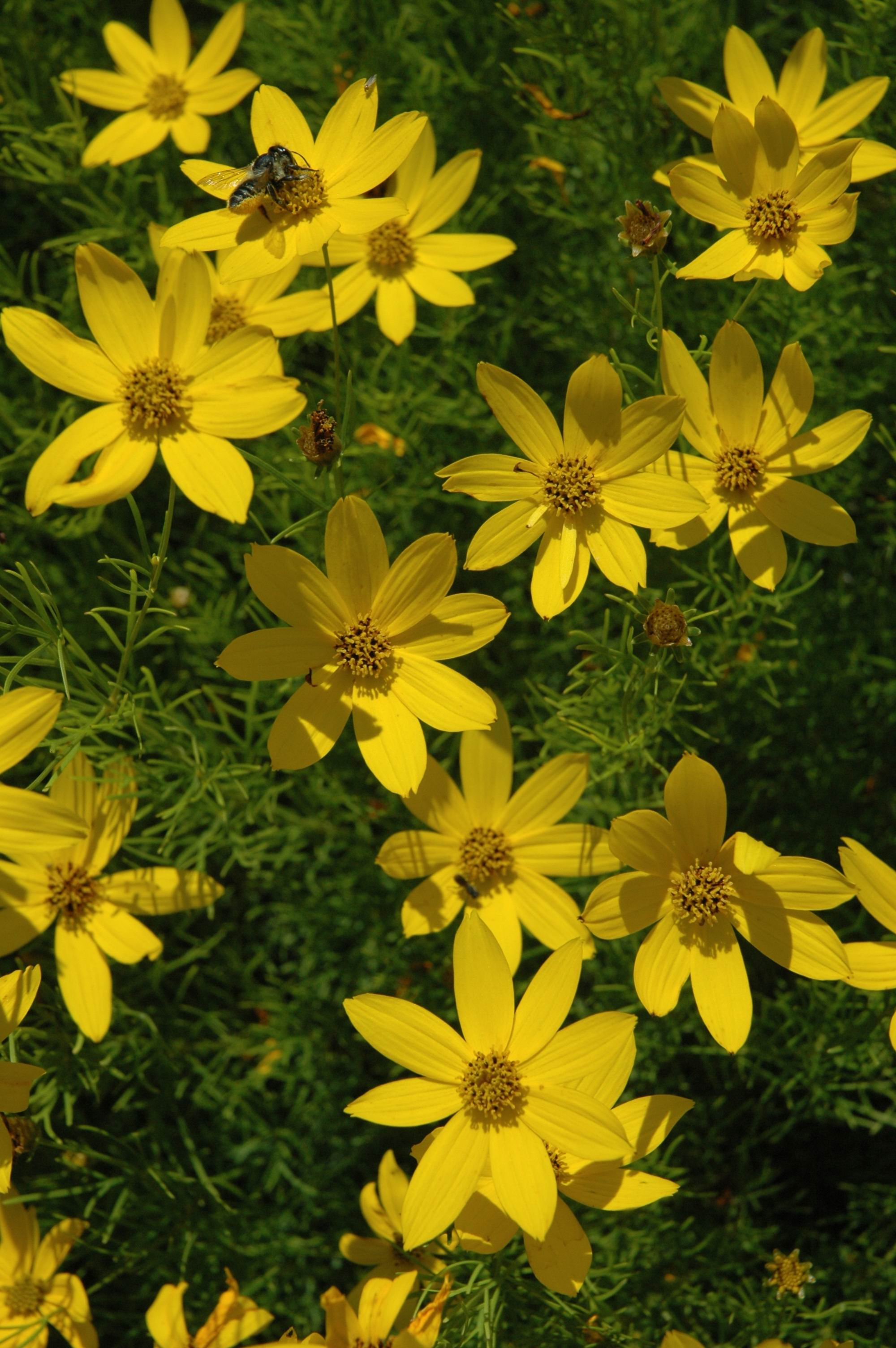 Coreopsis_Bee_Web