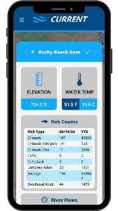 dam drop down image of cell phone displaying the Current App - Rocky Reach Dam information