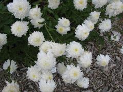 Photo of Double Shasta Daisy