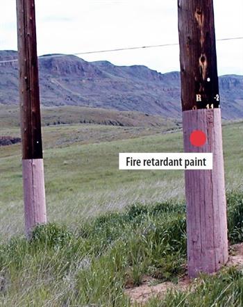 Photo of fire retardant paint on PUD wood poles