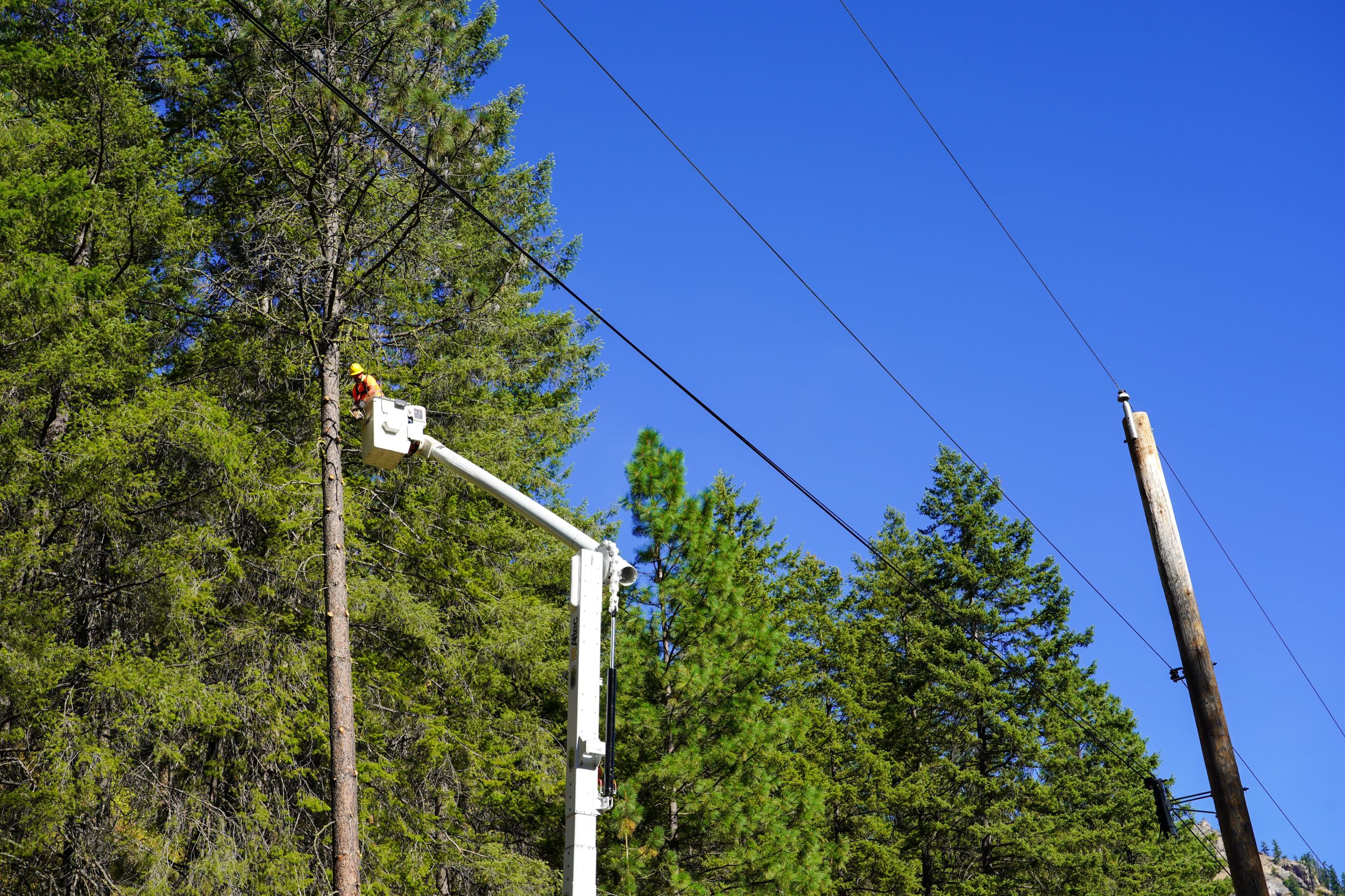 A lineman trims trees close to a power line.