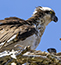 Image of an Osprey