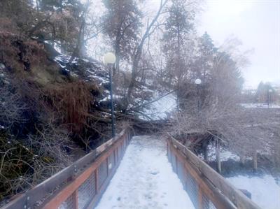 riverwalk boardwalk 2 fallen trees on part of Riverwalk Park trail