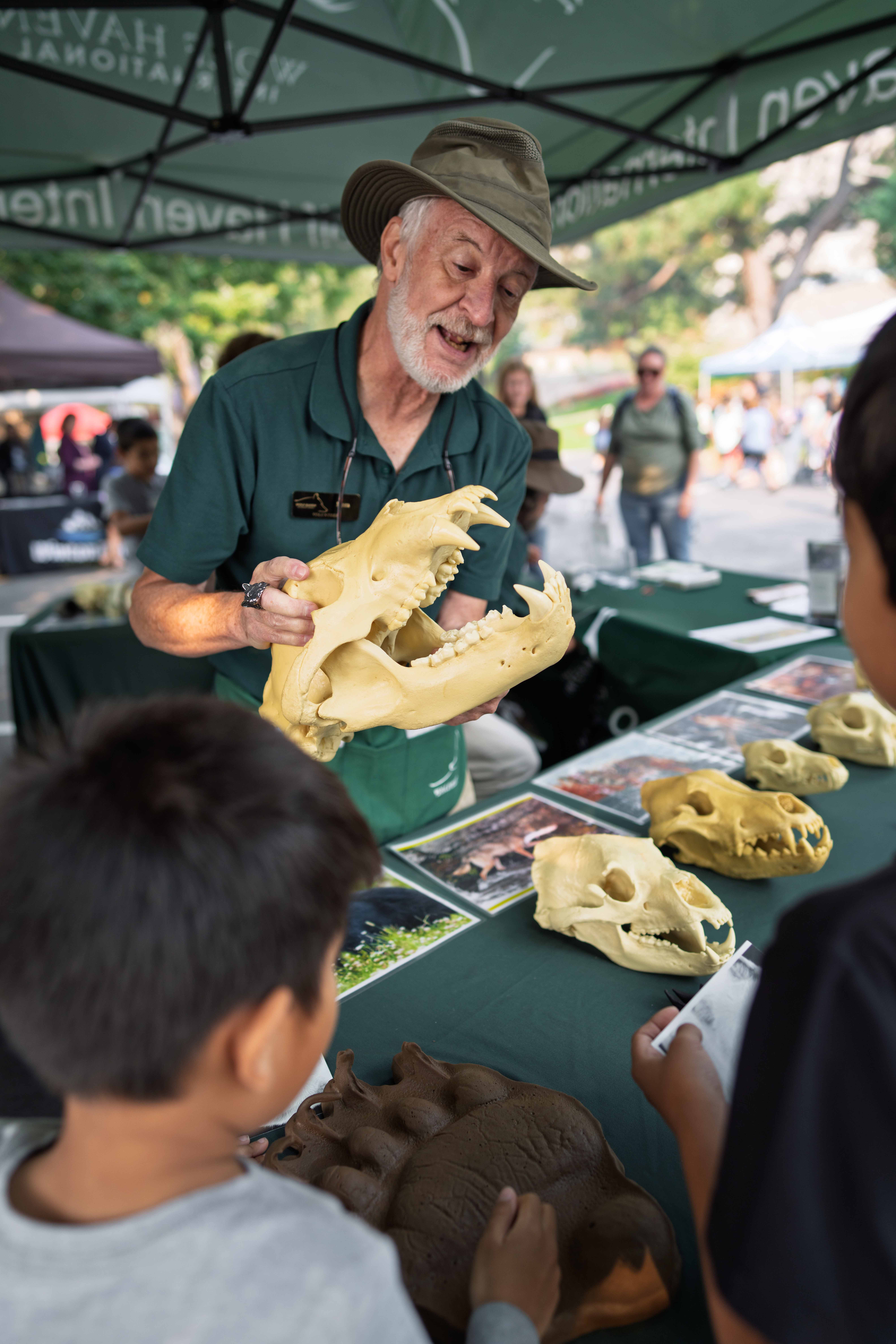 A volunteer with Wolf Haven International shows a series of animal skulls to students at Wenatchee River Salmon Festival in 2025.