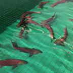 Sockeye thumbnail