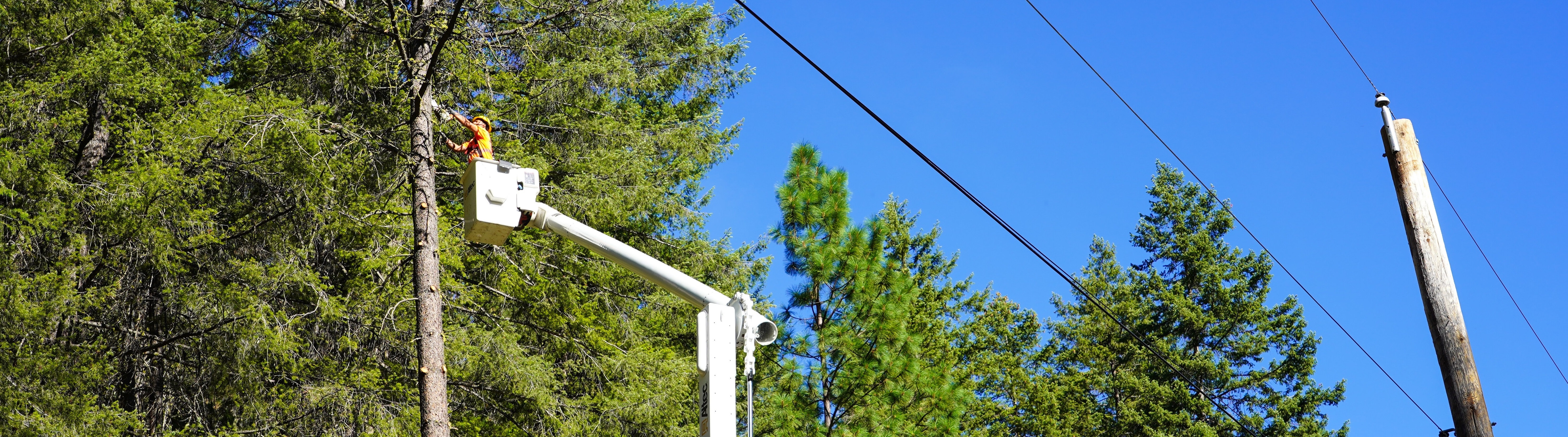 Photo of tree trimming on hazard tree to prevent fire starts