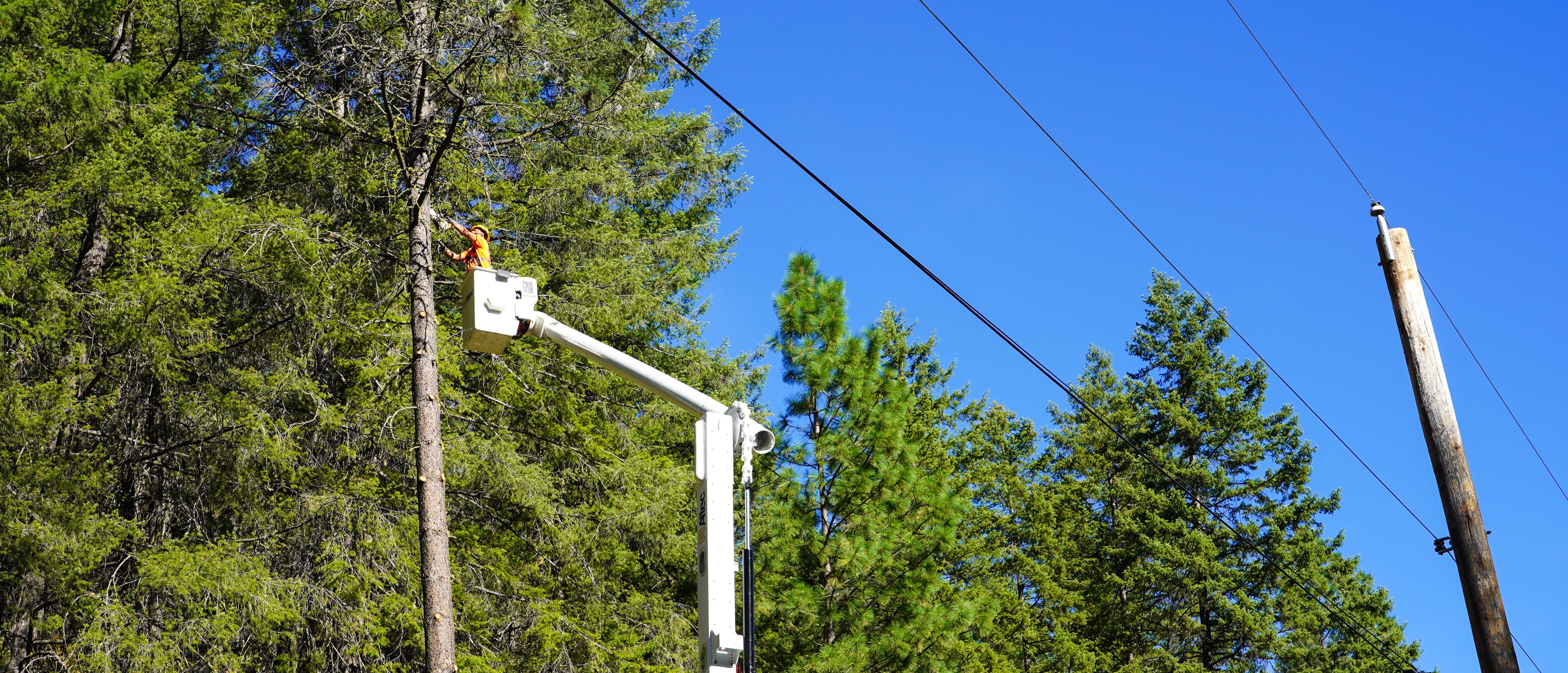 Photo of crew trimming hazard trees away from PUD power lines