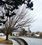 Image of tree in road way