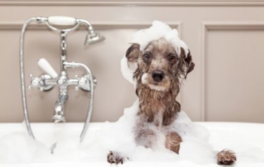 dog with soap bubbles in bathtub