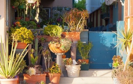 potted succulents in house entryway