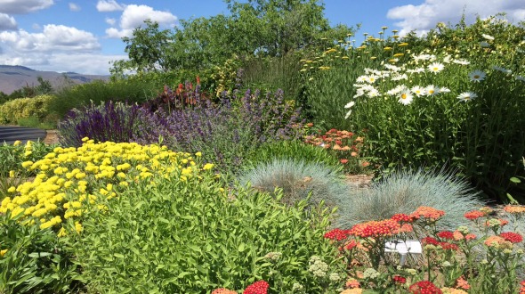 Image of a Xeriscape garden