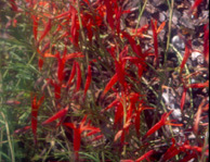 Photo of Hybrid hummingbird mint