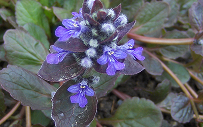 Photo of Carpet Bugle